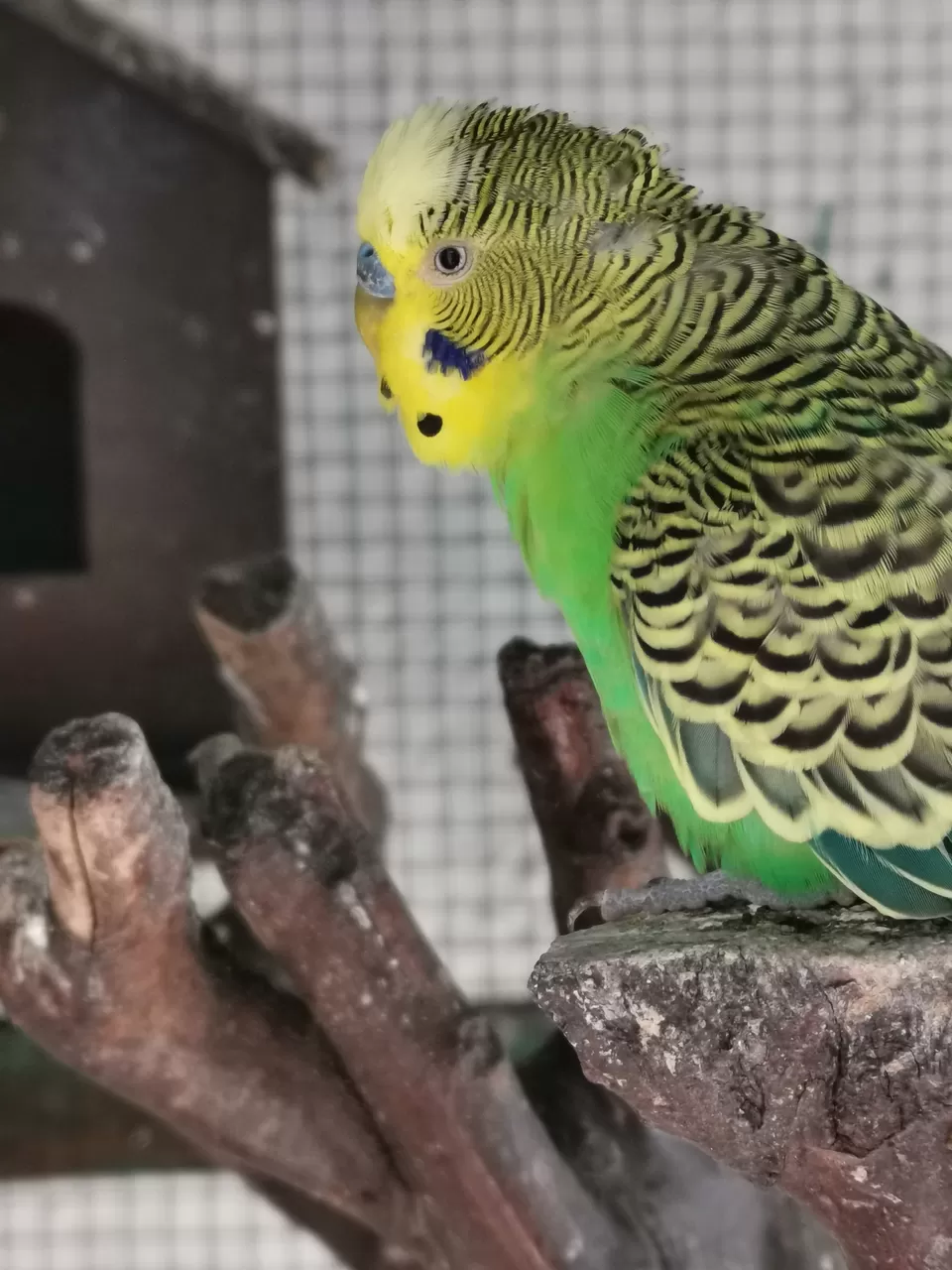 Photo of Munnar - Top Station Highway, Kannan Devan Hills, Kerala, India by Nithin