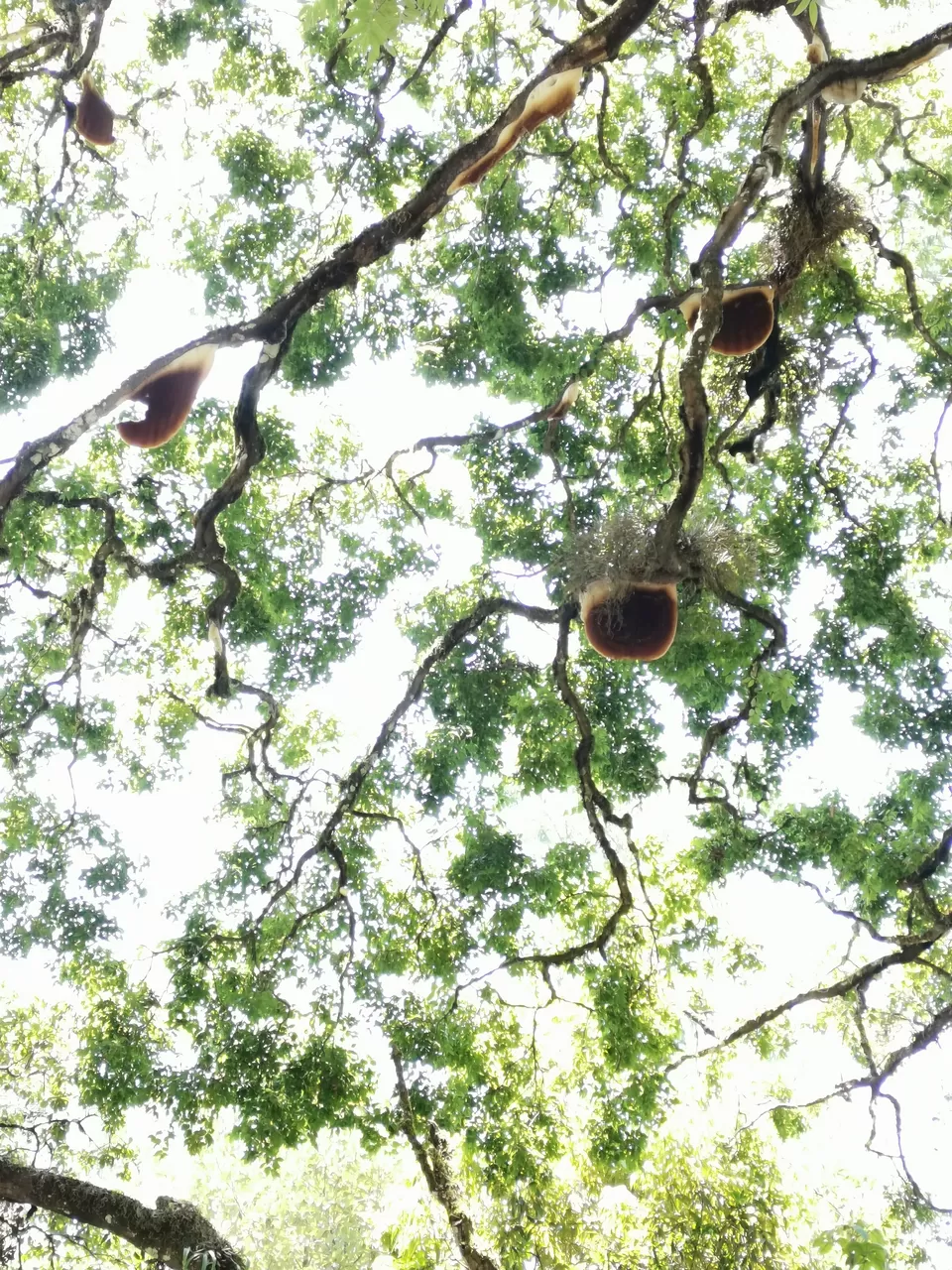 Photo of Honey bee tree, State Highway 18, Kannan Devan Hills, Kerala, India by Nithin
