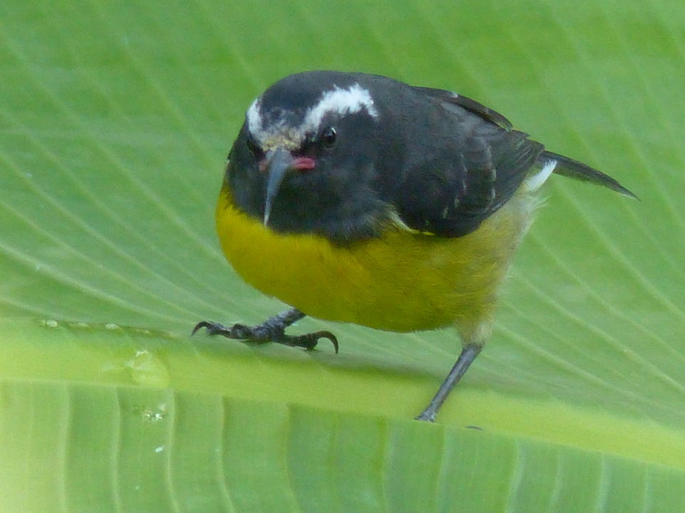 Photo of A trip to Antigua, Dominica & Grenada 3 Feb-8 Mars 1/2 by Peter Hillblom