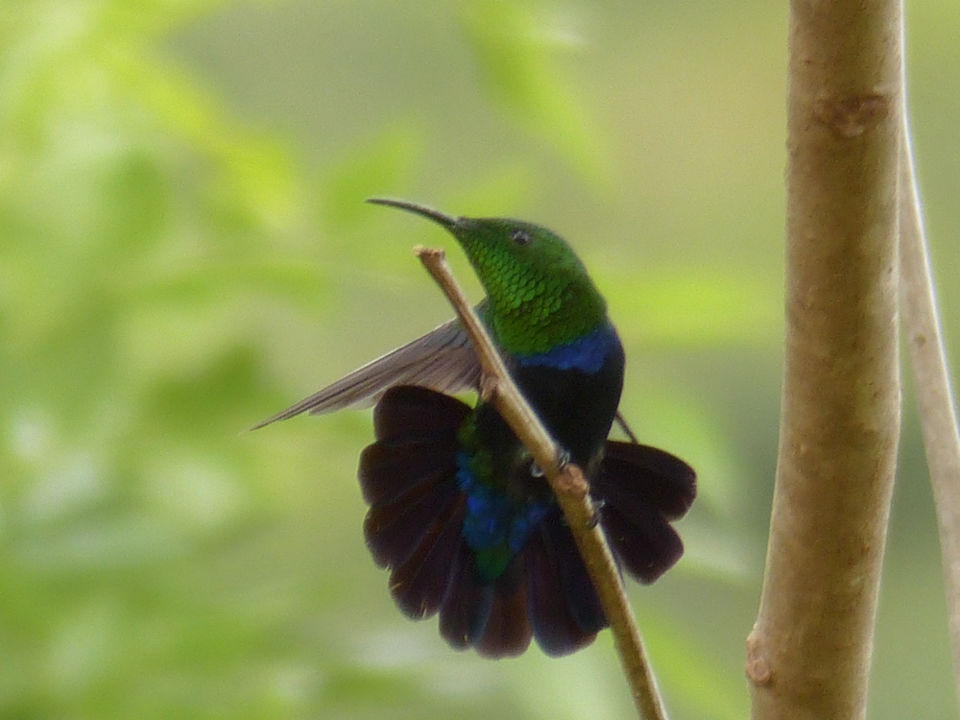 Photo of A trip to Antigua, Dominica & Grenada 3 Feb-8 Mars 2/2 by Peter Hillblom