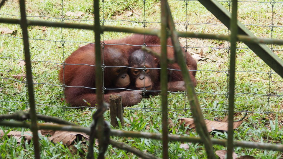 Photo of Backpacking Across Unexplored Malaysia 4/5 by Lionel&Emma
