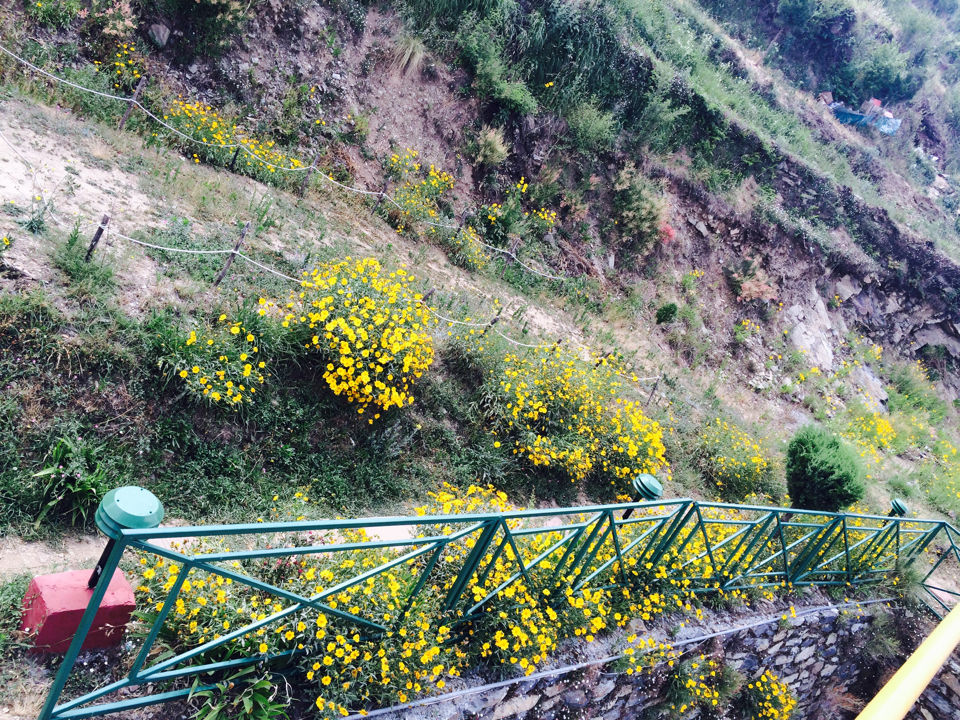 Photo of Whispering Pines Himalayan Retreat, Dhanolti, Uttarakhand, India by Manisha Jain