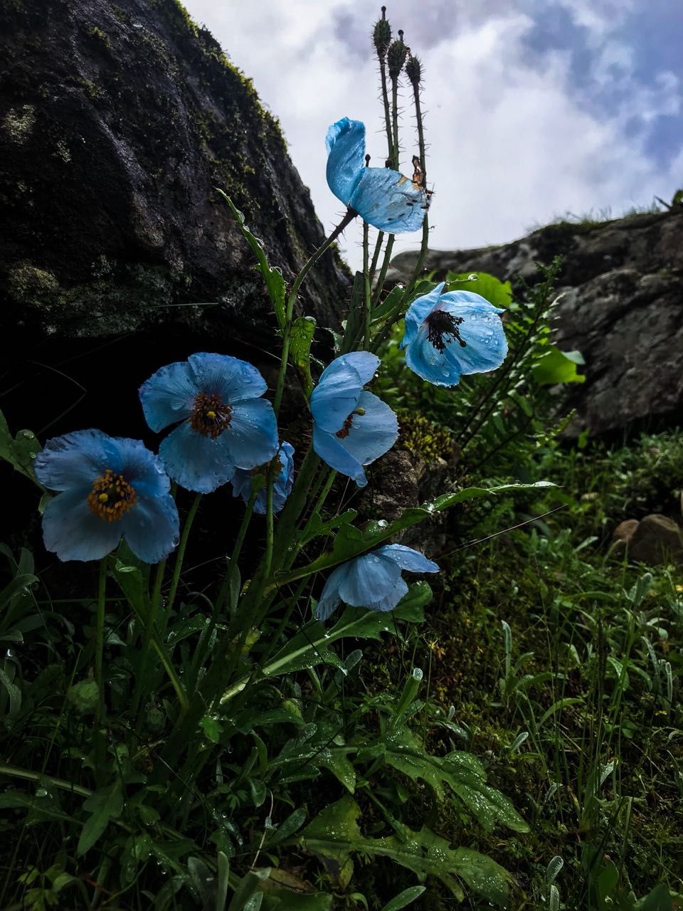 Photo of Hemkund, Uttarakhand, India by Suraj Bajaj