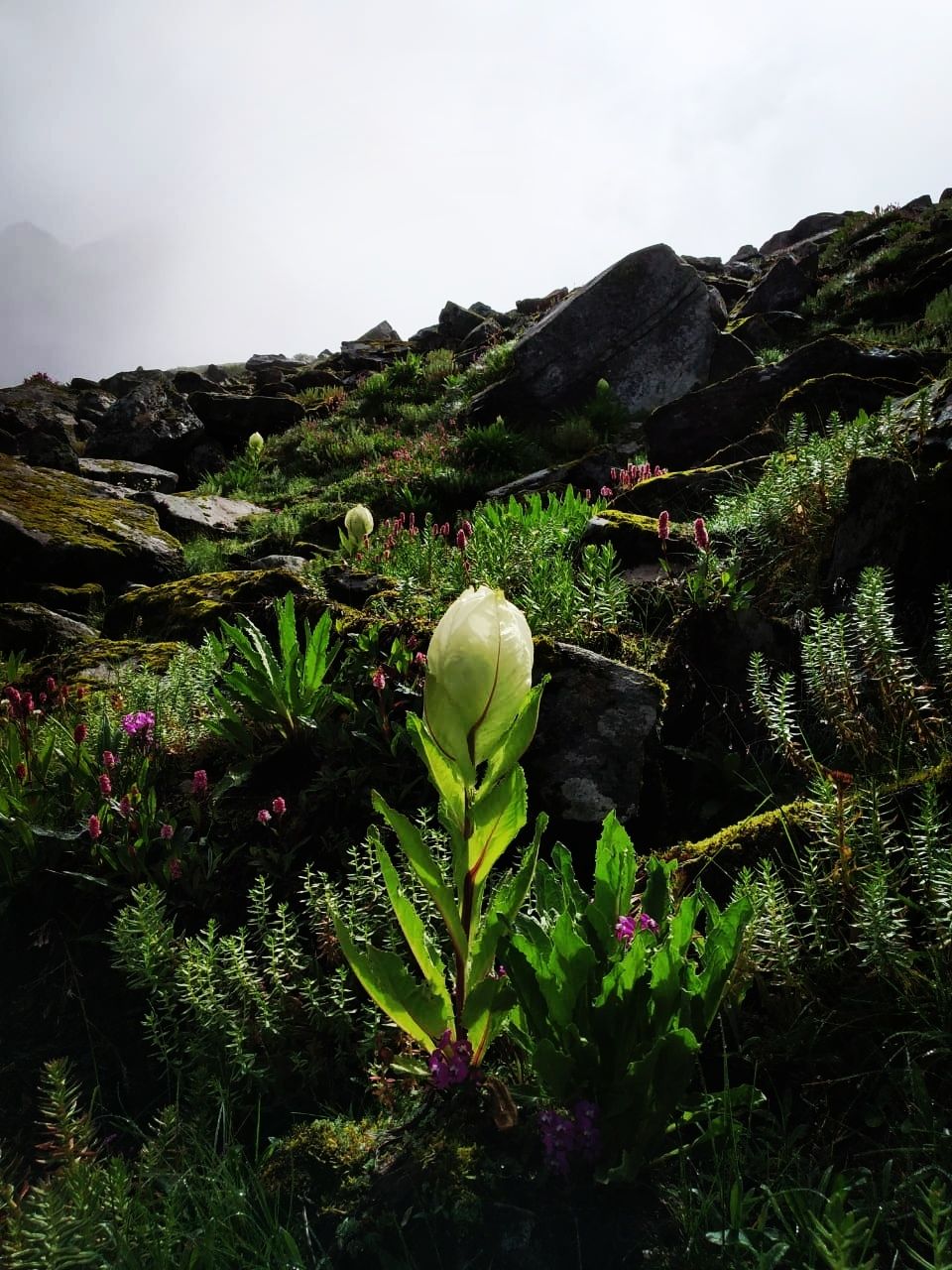Photo of Hemkund, Uttarakhand, India by Suraj Bajaj