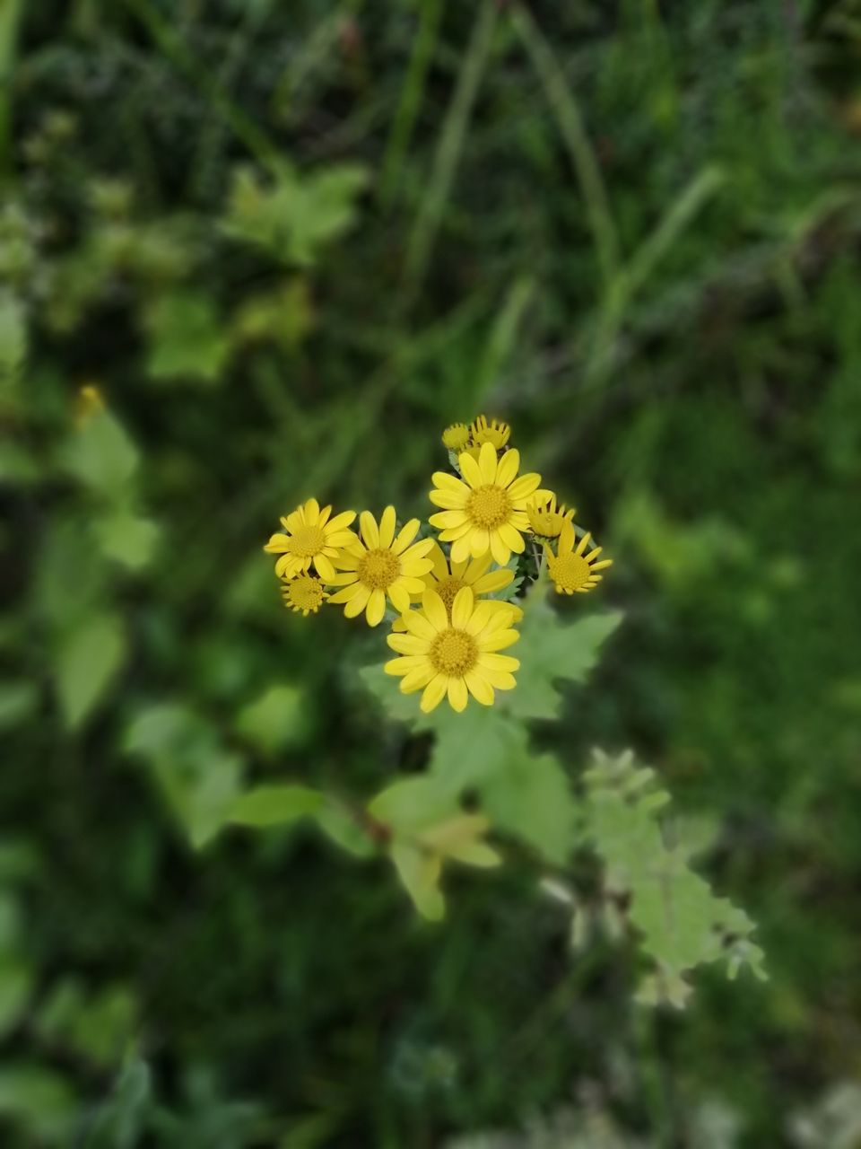 Photo of Valley of Flowers National Park, Uttarakhand, India by Suraj Bajaj