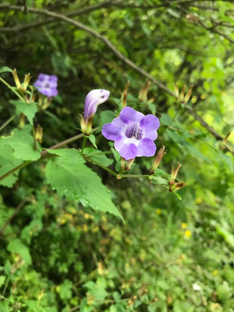Photo of Valley of Flowers National Park, Uttarakhand, India by Suraj Bajaj
