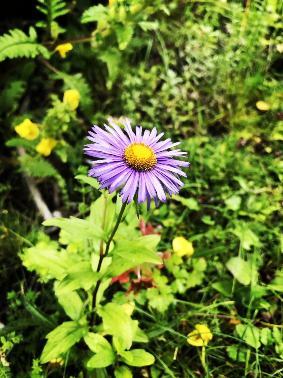 Photo of Valley of Flowers National Park, Uttarakhand, India by Suraj Bajaj