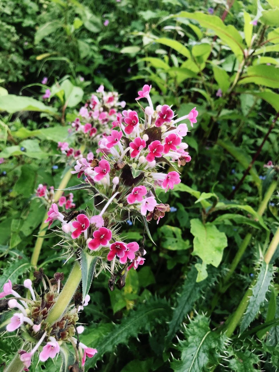 Photo of Valley of Flowers National Park, Uttarakhand, India by Suraj Bajaj