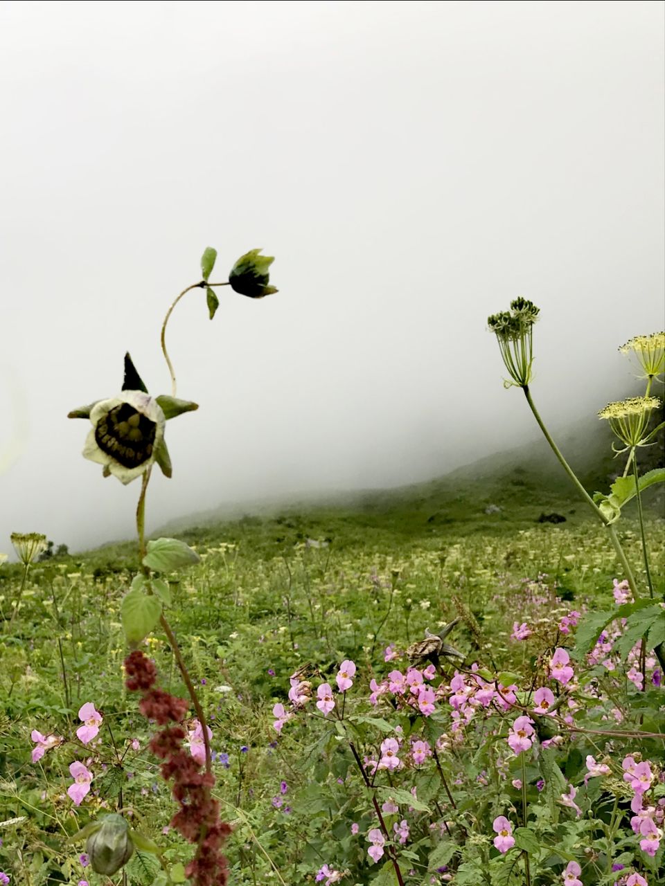 Photo of Valley of Flowers National Park, Uttarakhand, India by Suraj Bajaj