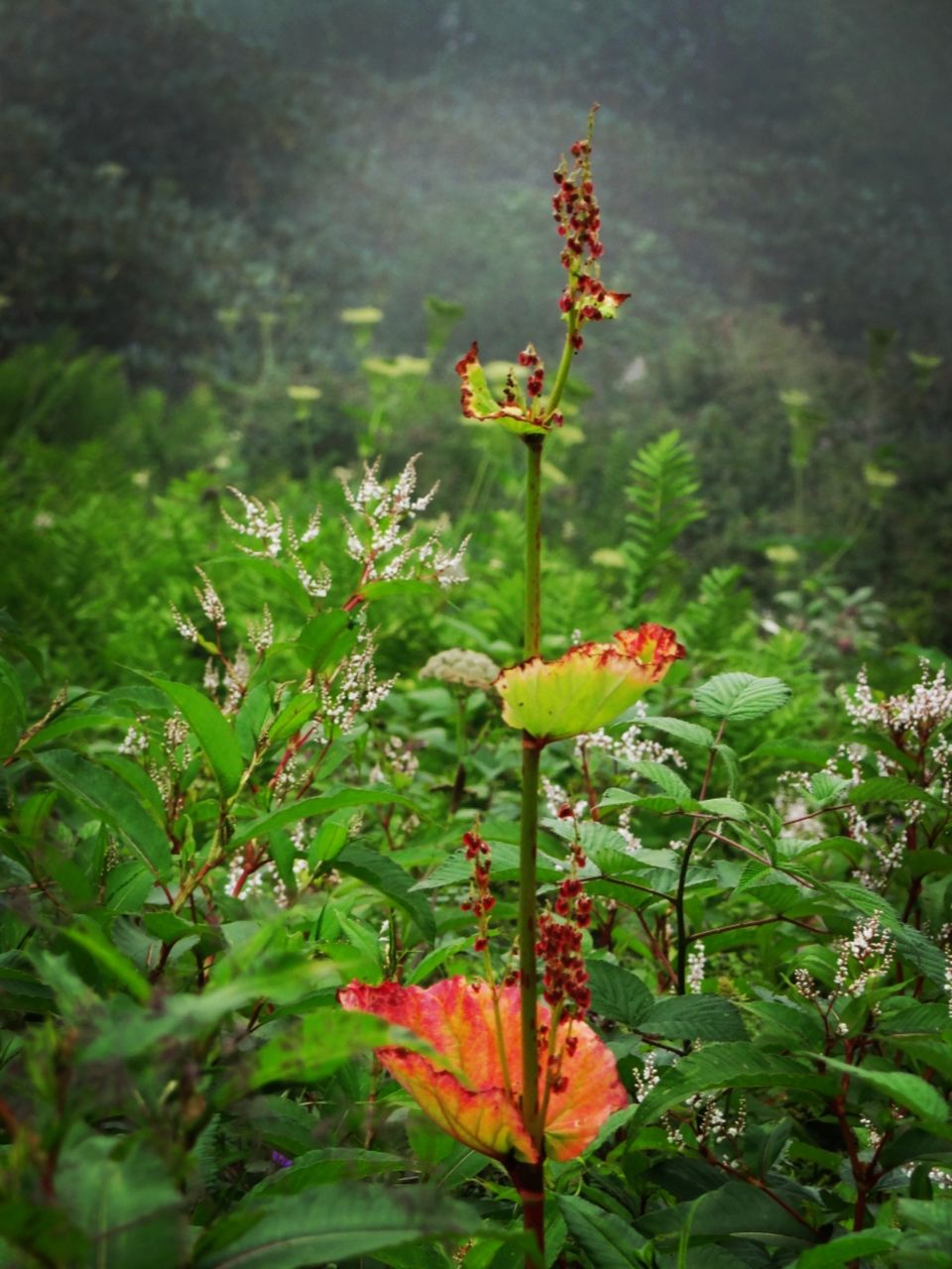 Photo of Valley of Flowers National Park, Uttarakhand, India by Suraj Bajaj