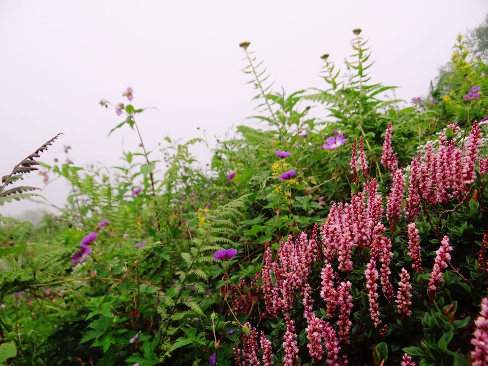 Photo of Valley of Flowers National Park, Uttarakhand, India by Suraj Bajaj