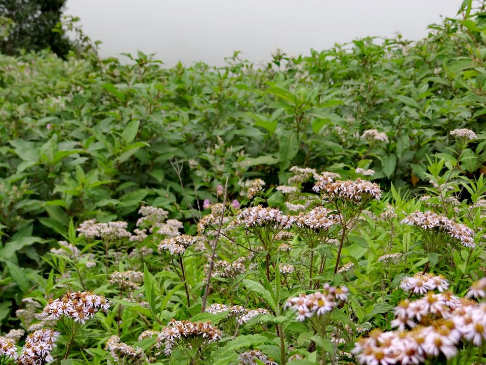 Photo of Valley of Flowers National Park, Uttarakhand, India by Suraj Bajaj