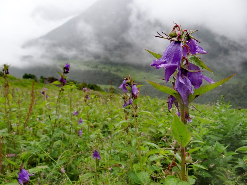Photo of Valley of Flowers National Park, Uttarakhand, India by Suraj Bajaj