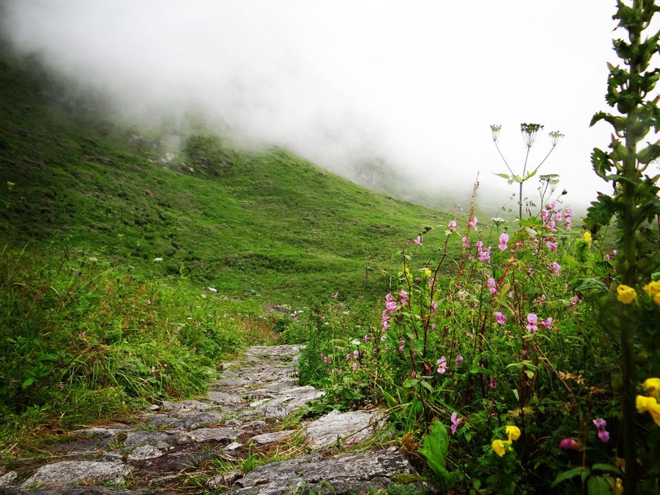 Photo of Valley of Flowers National Park, Uttarakhand, India by Suraj Bajaj