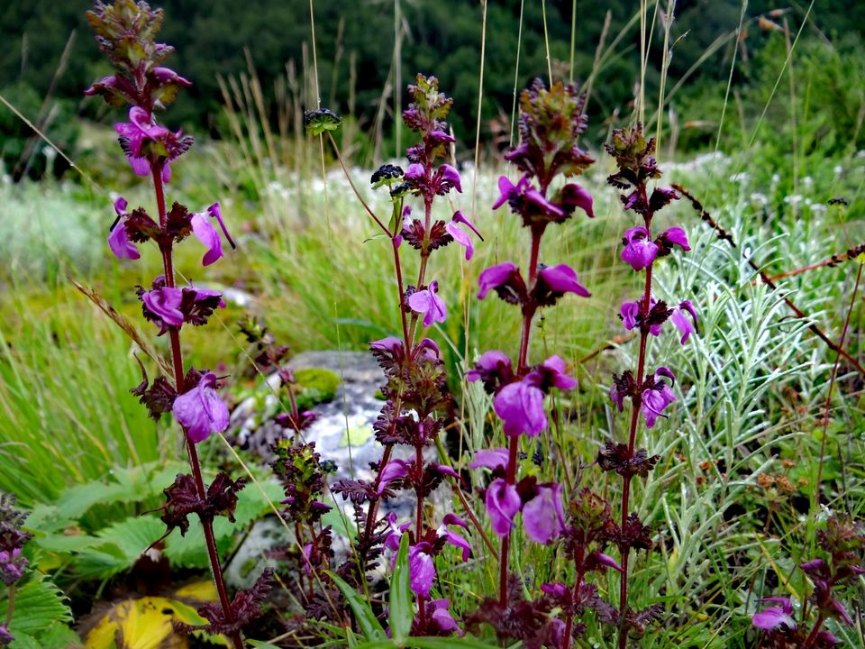 Photo of Valley of Flowers National Park, Uttarakhand, India by Suraj Bajaj