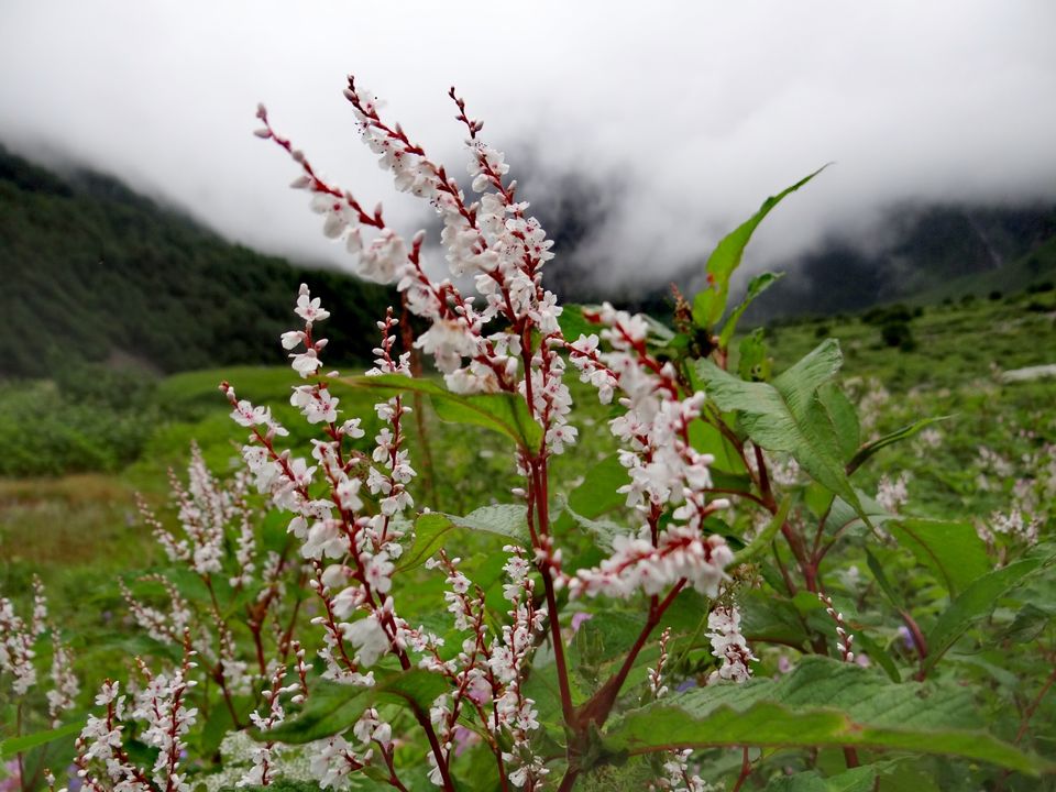 Photo of Valley of Flowers National Park, Uttarakhand, India by Suraj Bajaj