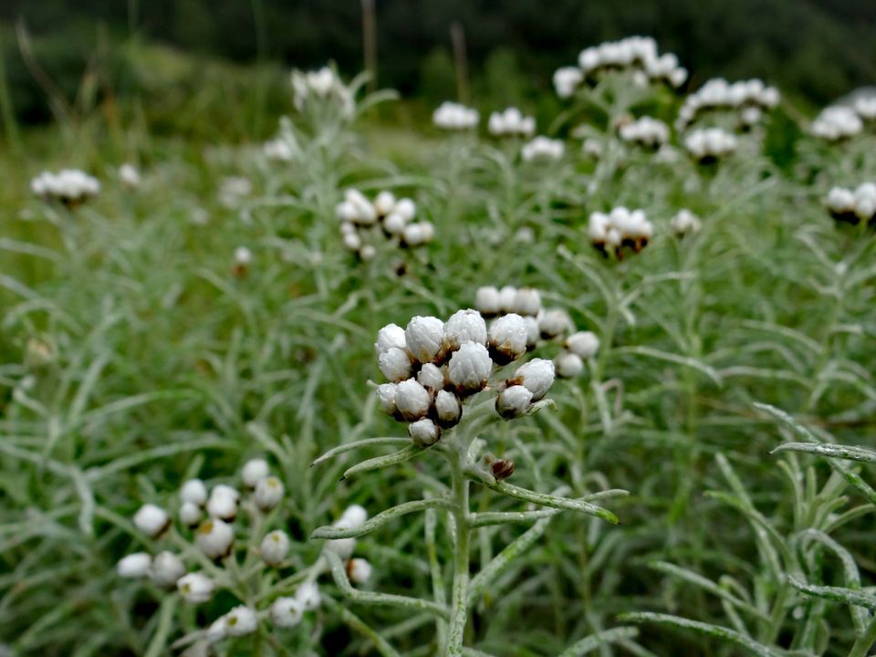 Photo of Valley of Flowers National Park, Uttarakhand, India by Suraj Bajaj