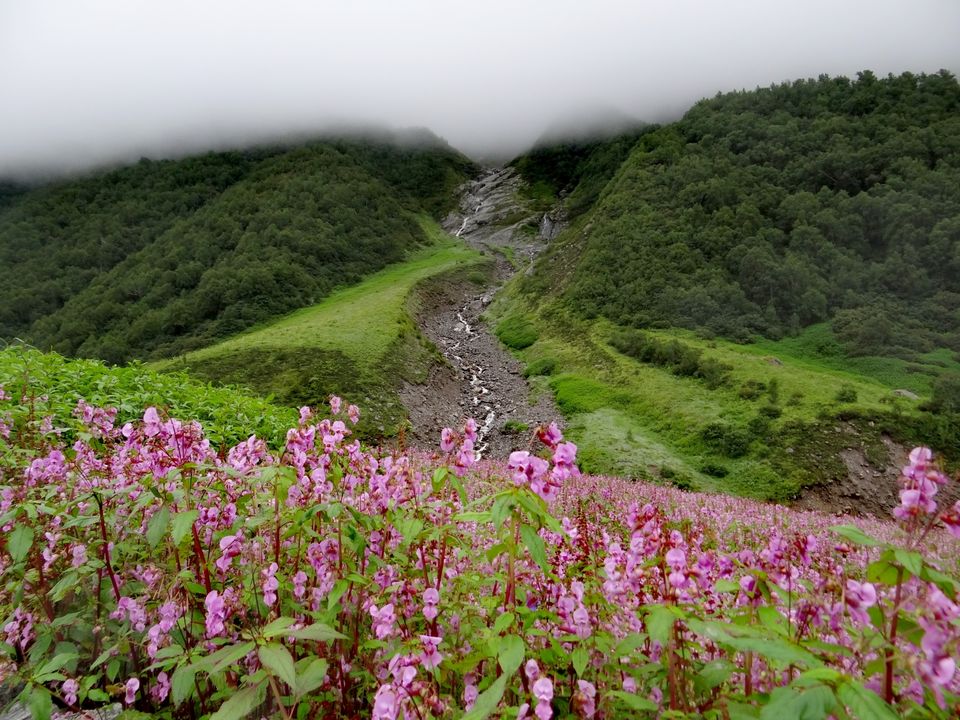 Photo of Valley of Flowers National Park, Uttarakhand, India by Suraj Bajaj