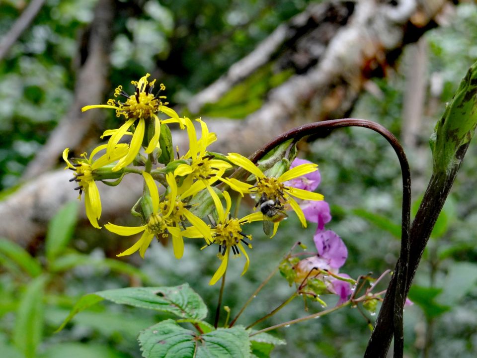 Photo of Valley of Flowers National Park, Uttarakhand, India by Suraj Bajaj