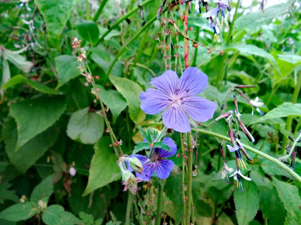 Photo of Valley of Flowers National Park, Uttarakhand, India by Suraj Bajaj