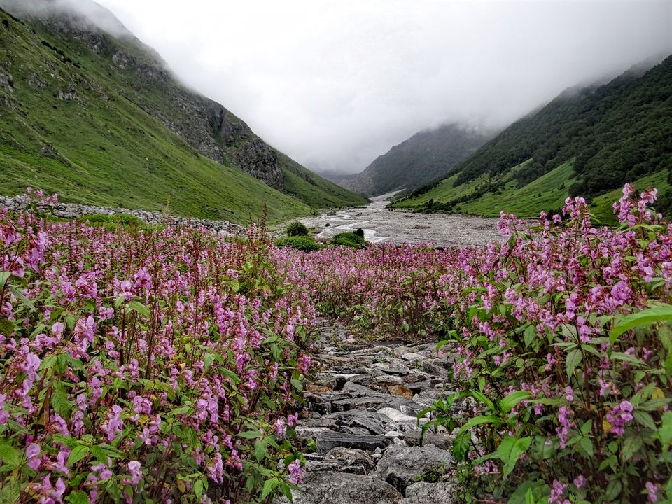 Photo of Valley of Flowers National Park, Uttarakhand, India by Suraj Bajaj