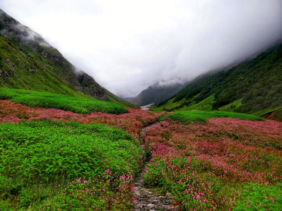 Photo of Valley of Flowers National Park, Uttarakhand, India by Suraj Bajaj
