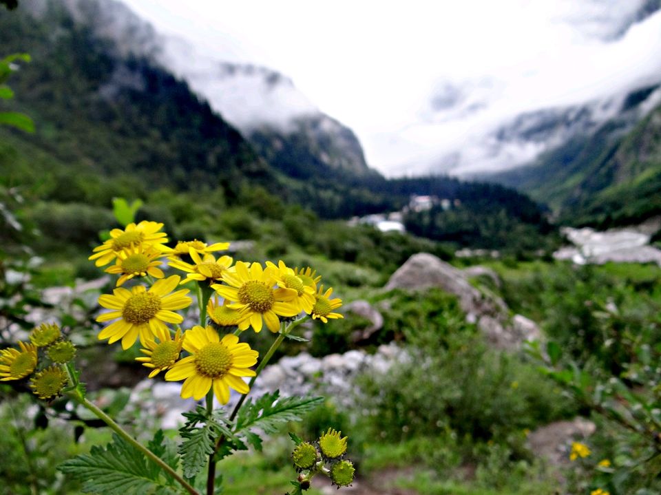 Photo of Valley of Flowers National Park, Uttarakhand, India by Suraj Bajaj