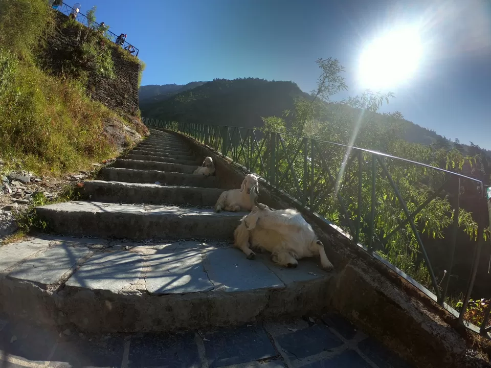 Photo of McLeod Ganj, Dharamshala, Himachal Pradesh, India by Suraj Bajaj