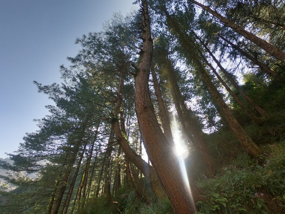 Photo of The Great Himalayan National Park, Forest Office Road, Shamshi, Himachal Pradesh, India by Suraj Bajaj