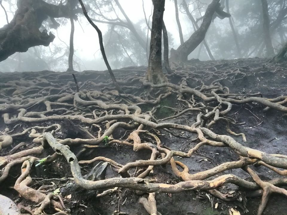 Photo of Kodaikanal by Suraj Bajaj