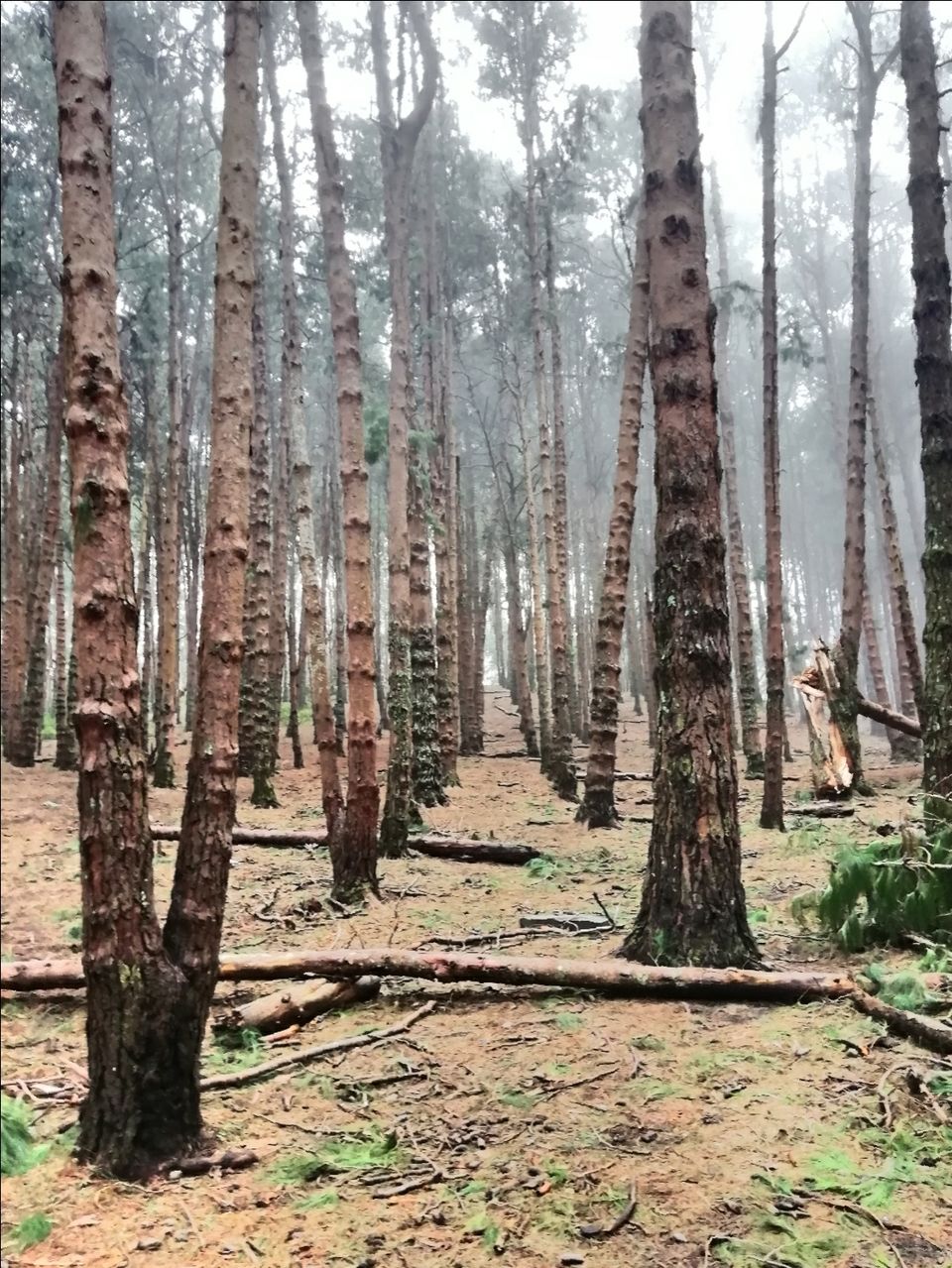 Photo of Kodaikanal by Suraj Bajaj