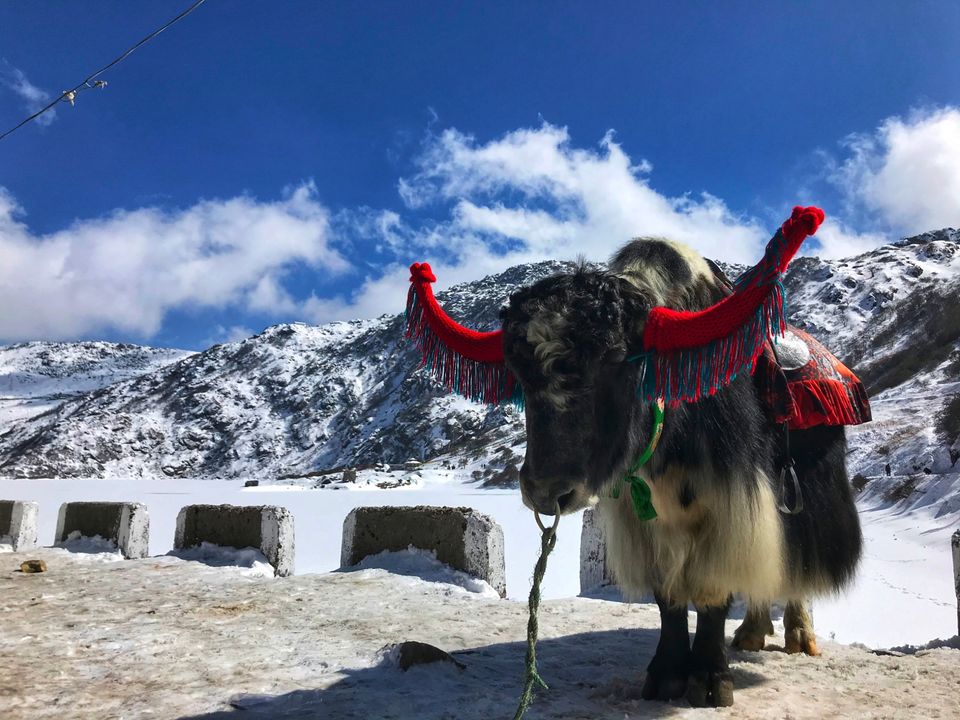 Photo of Tsongmo Lake, Sikkim by Suraj Bajaj