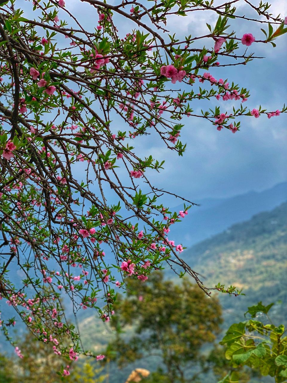 Photo of Pelling by Suraj Bajaj