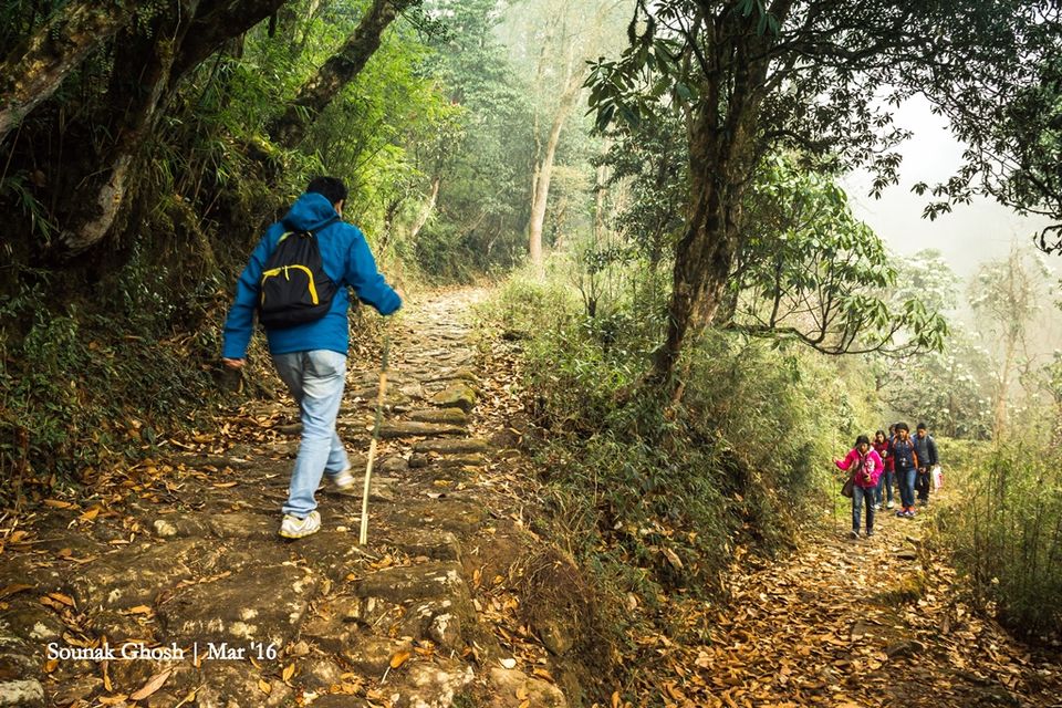 Photo of Singalila National Park, Singalila Forest, West Bengal, India by Sounak Ghosh