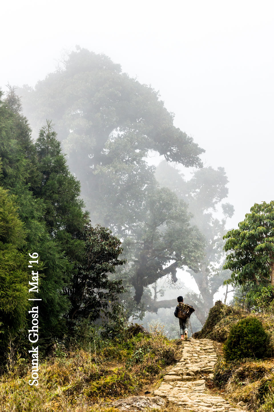 Photo of Singalila National Park, Singalila Forest, West Bengal, India by Sounak Ghosh