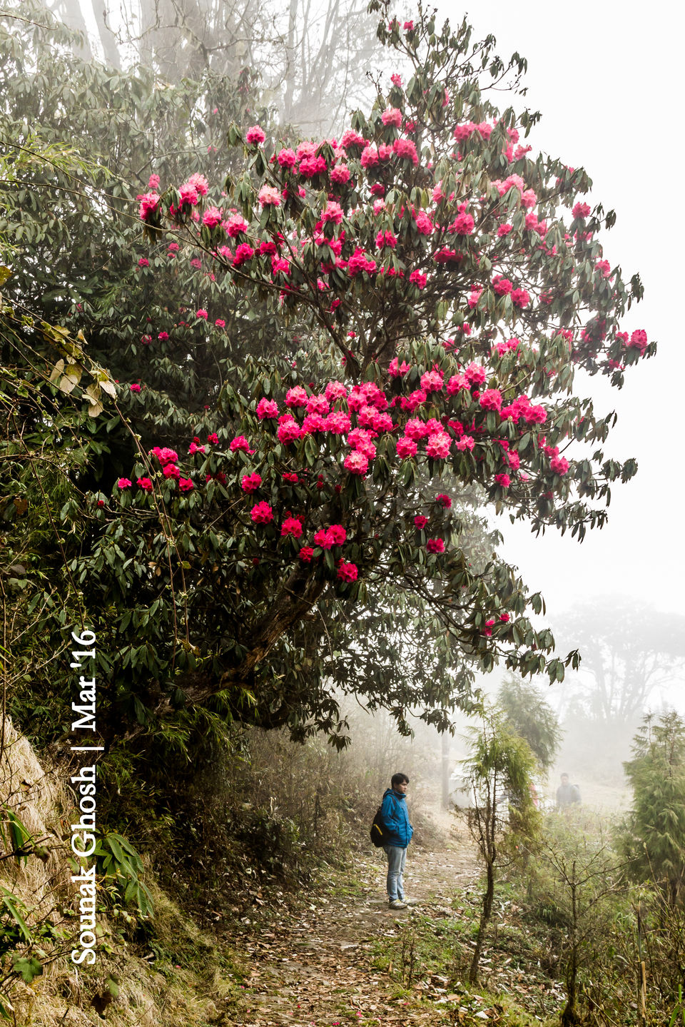 Photo of Singalila National Park, Singalila Forest, West Bengal, India by Sounak Ghosh