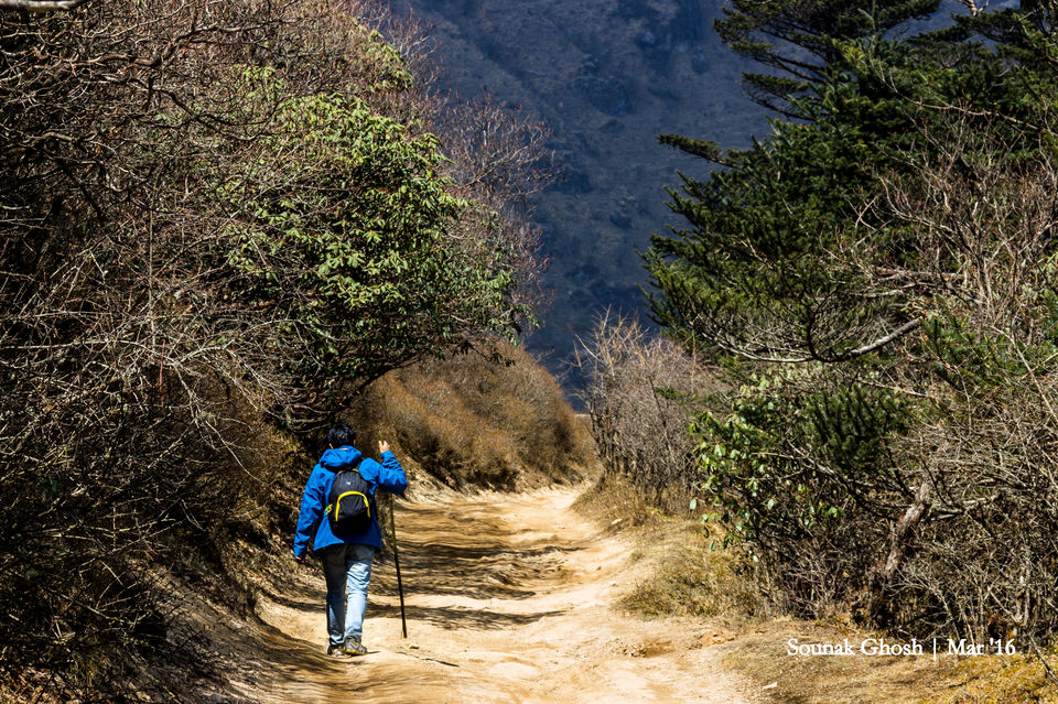 Photo of Singalila National Park, Singalila Forest, West Bengal, India by Sounak Ghosh