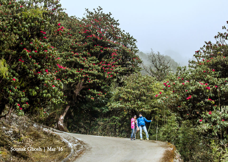 Photo of Singalila National Park, Singalila Forest, West Bengal, India by Sounak Ghosh