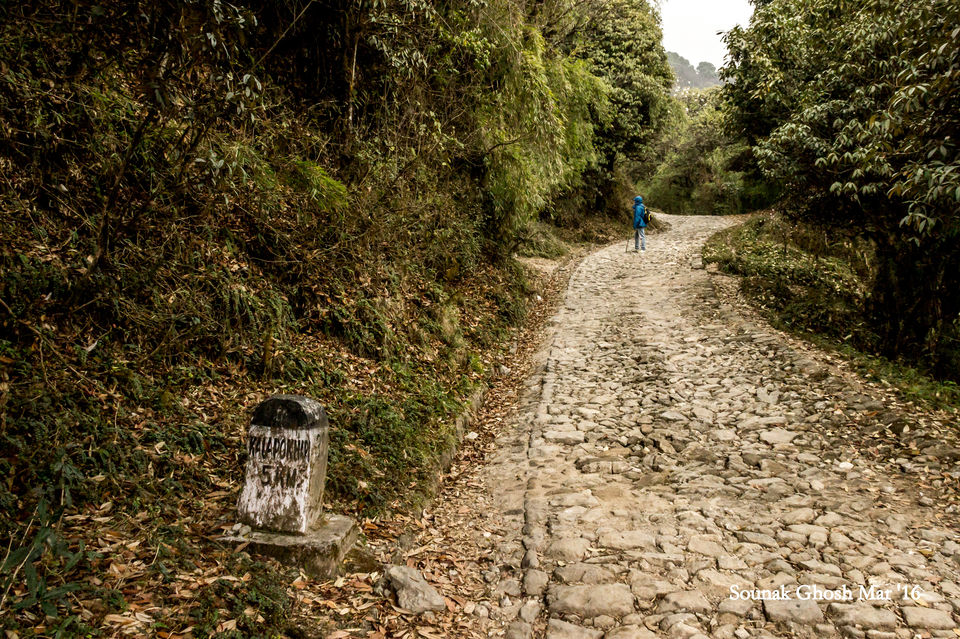 Photo of Singalila National Park, Singalila Forest, West Bengal, India by Sounak Ghosh