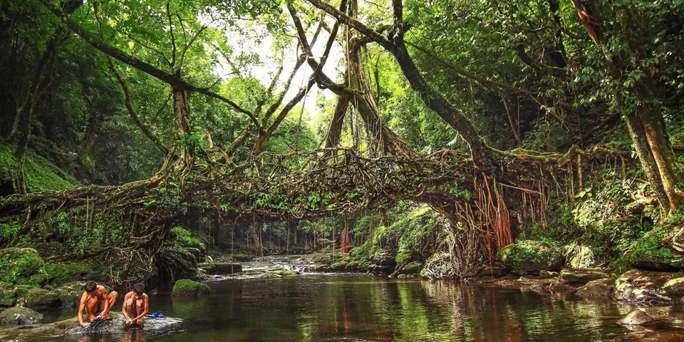 Photo of Living Root Bridge, East Khasi Hills, Meghalaya, India by Sounak Ghosh