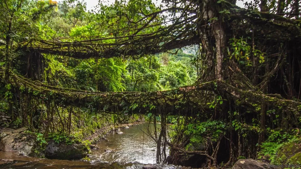 Photo of Living Root Bridge, East Khasi Hills, Meghalaya, India by Sounak Ghosh