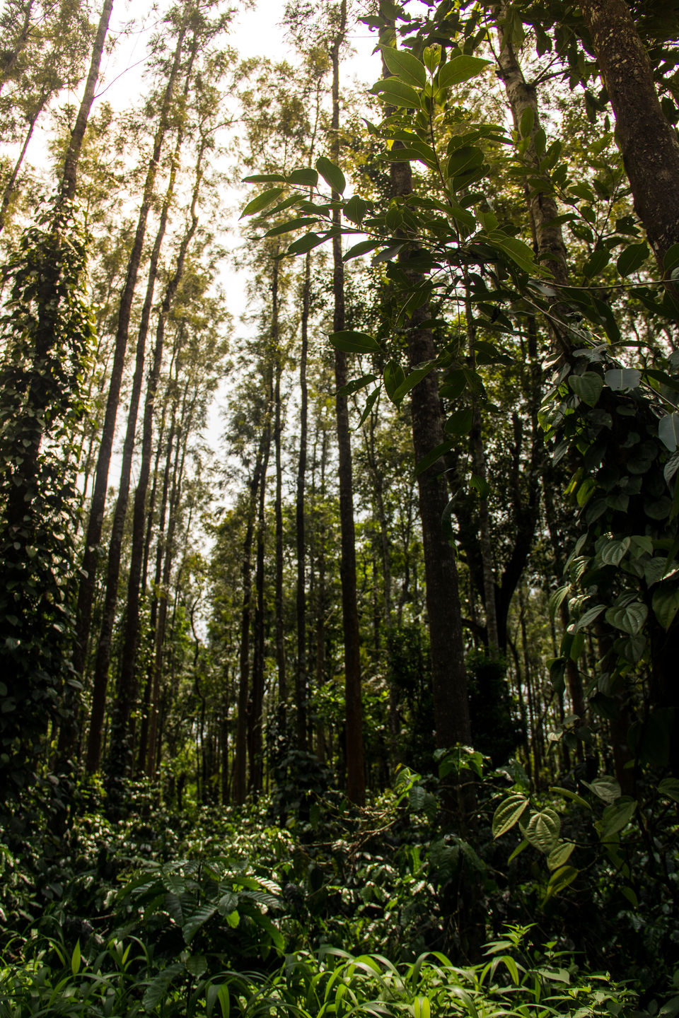 Photo of Chikmagalur, Karnataka, India by Sounak Ghosh