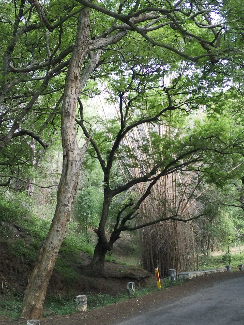 Photo of Roadtrip To Hogenakkal Waterfalls (The Niagara Of India) 6/12 by Vikas Jain