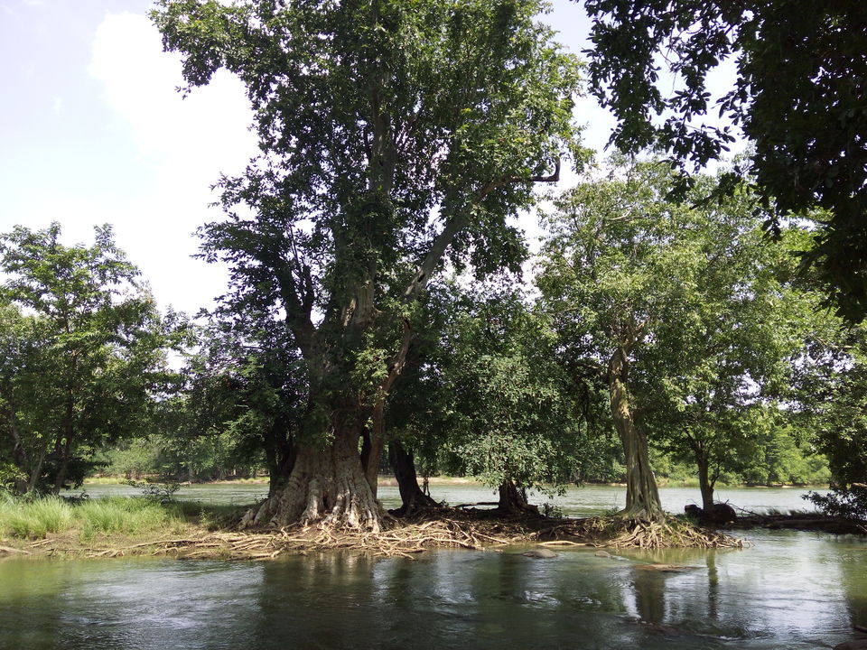 Photo of Roadtrip To Hogenakkal Waterfalls (The Niagara Of India) 9/12 by Vikas Jain