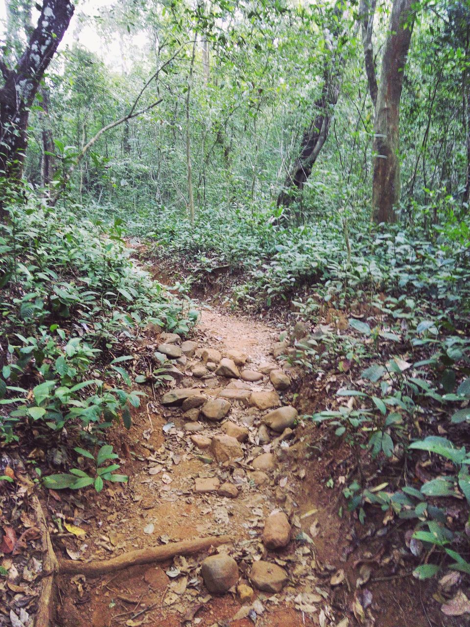 Photo of A Solo Trek To KP - My Birthday Gift To Myself by Vikas Jain