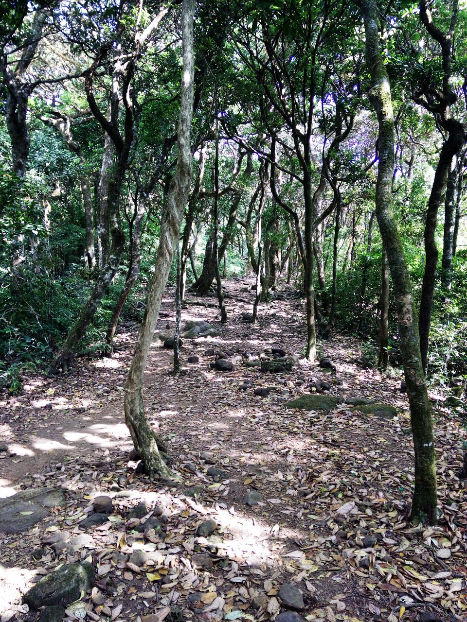 Photo of A Solo Trek To KP - My Birthday Gift To Myself by Vikas Jain