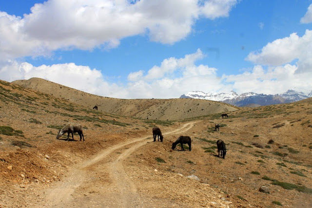 Photo of Lesser Visited and Unexplored Places of Spiti #offbeatplace 13/16 by S S (Saurabh Sabikhi)
