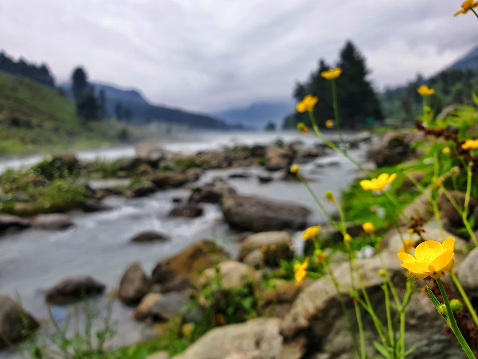 Photo of Flowers are Fairies on Earth 1/2 by S S (Saurabh Sabikhi)