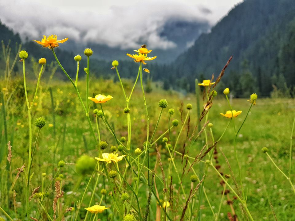 Photo of Flowers are Fairies on Earth 2/2 by S S (Saurabh Sabikhi)