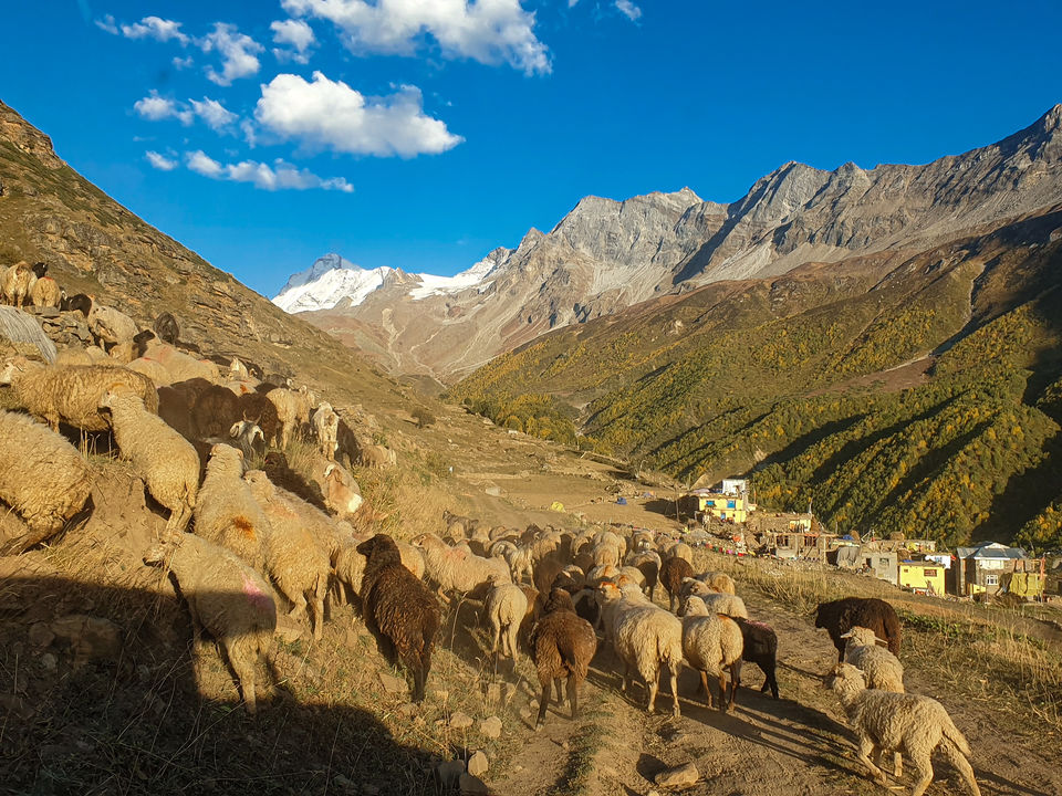 Photo of Sural Bhatori - A Hidden Gem of Pangi Valley 3/5 by S S (Saurabh Sabikhi)